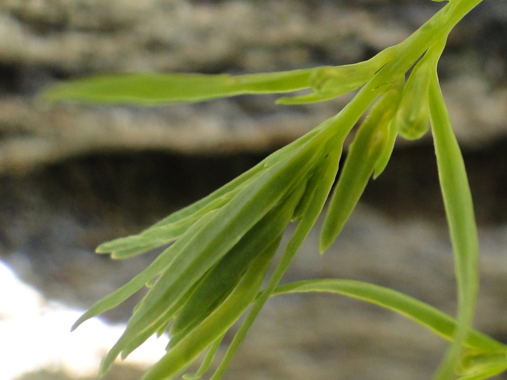 Thesium alpinum / Linaiola alpina